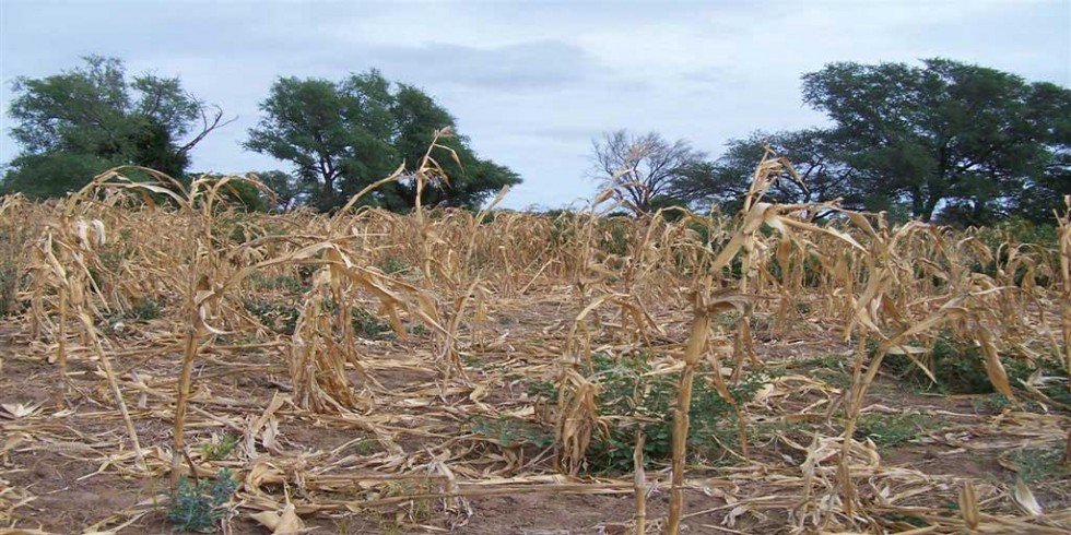 …contributing to poor crop yields… Poor crop yield